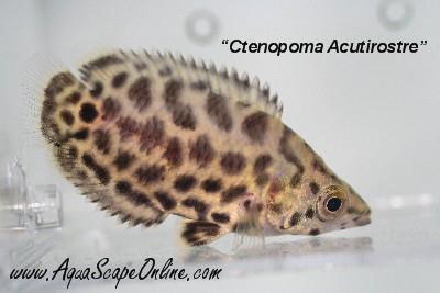 Leopard bush fish 1.5"-2" (Ctenopoma Acutirostre)
